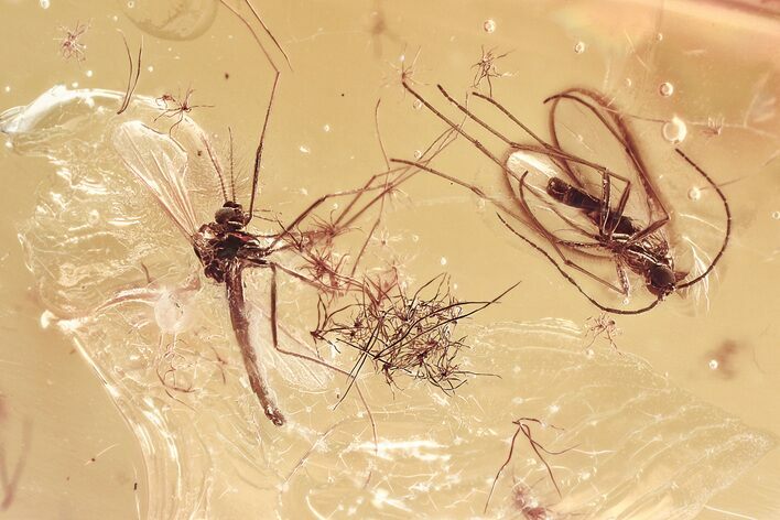 Fossil Dark-Winged Fungus Gnat and True Midge in Baltic Amber #367454